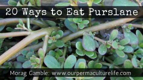 20 Ways to Eat Purslane - Our Permaculture Life Purslane Recipe, Purslane Plant, Common Garden Weeds, Watermelon Slushie, Dr Fuhrman, Flowers Recipes, Light Summer Meals, Edible Weeds, Edible Flowers Recipes