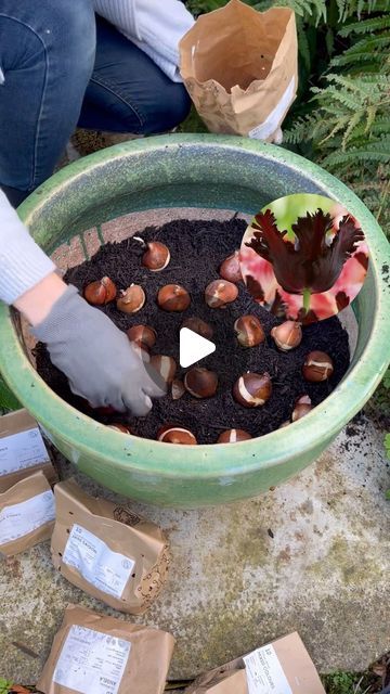 Tulips Garden Design, Garden In A Pot, Farmer Gracy, Hyacinths Garden, Muscari Flowers, Backyard Garden Diy, Planting Tulips, Balcony Flowers, Crocus Flower