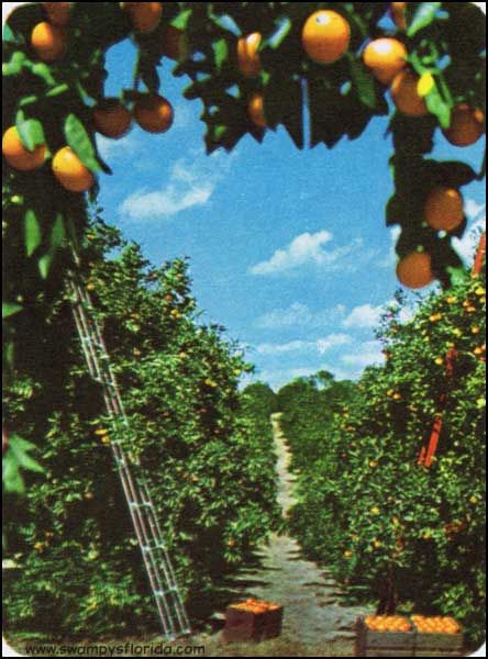 Swampy’s Florida Historic Photos: Oranges in the Land of Sunshine, 1960 : http://swampysflorida.com/?p=7858 Agriculture Brochure, Tattoo Plant, Orange Grove, Florida Oranges, Florida Girl, Citrus Trees, Historic Photos, Orange Aesthetic, Orange Tree