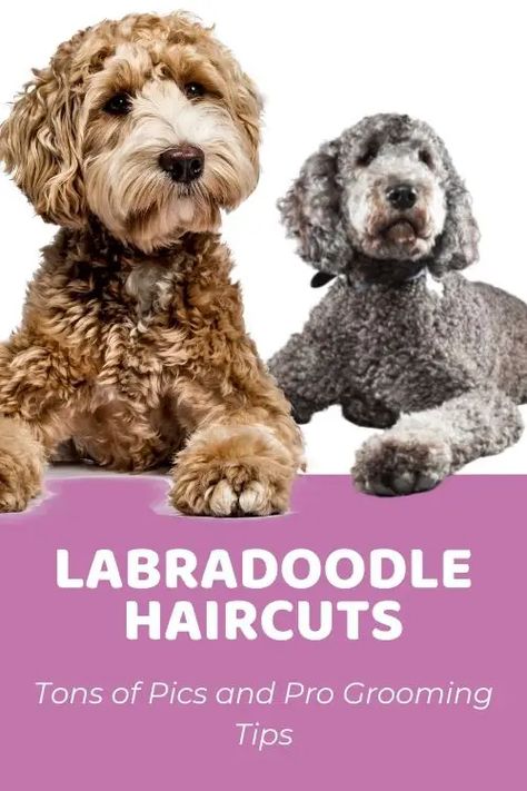 Guide to Labradoodle Haircuts With Photos & Grooming Tips! - Doodle Doods Labradoodle Puppy Cut, Labradoodle Teddy Bear Cut, Labradoodle Grooming Style, Labradoodle Hair, Labradoodle Haircut Style, Labradoodle Cuts, Labradoodle Haircut, Cut Dogs, Doodle Cuts