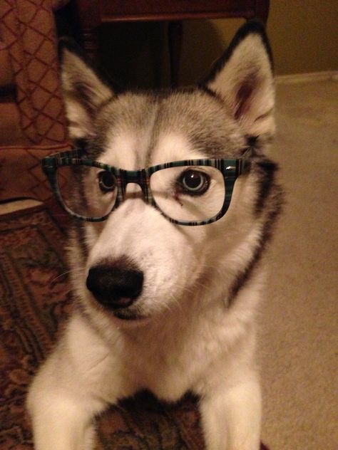 Hipster Husky Shaved Husky, Husky Profile Picture, Husky With Glasses, Silly Husky, Husky Faces, Half Shaved, Husky Funny, Husky Memes Hilarious, Dog Hat