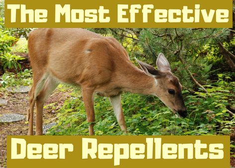 Homemade Deer Repellant, Deer Repellant Plants, Deer Resistant Shade Plants, Deer Resistant Landscaping, Deer Grazing, Mosquito Yard Spray, Deer Repellent, Deer Deterent, Deer Proof Plants