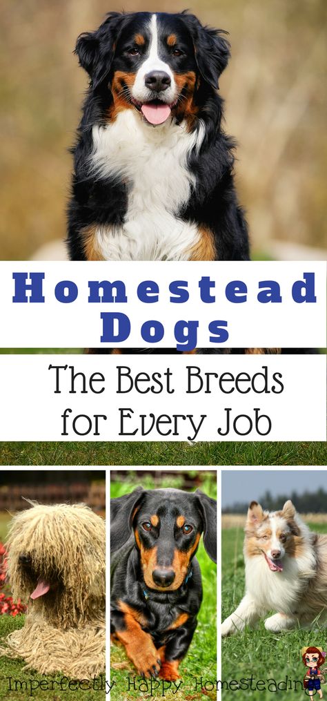 Homestead Dogs - the best breeds for every job. Working dog breeds on your homestead, hobby farm, backyard and urban homesteads. Working Dog Breeds, Farm Backyard, Homesteading Animals, Dandie Dinmont Terrier, Working Dogs Breeds, Homestead Farm, Anatolian Shepherd, Future Farms, Farm Dogs