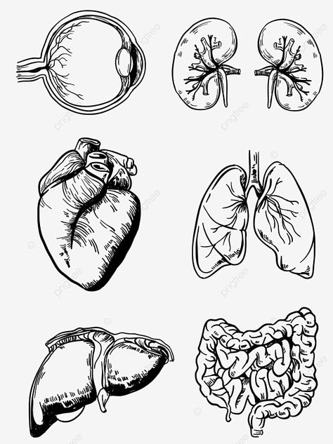 Human Organ Diagram, Body Organs Diagram, Line Drawing Pattern, Lungs Drawing, Ear Structure, Anatomy Organs, Human Body Structure, Eye Structure, Drawing Man