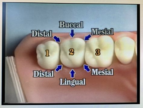 Dental Assistant Study Guide, Dental Charting, Dental Terminology, Dental Assistant School, Dental Hygienist School, Hygiene School, Dental Assistant Study, Dentist Assistant, Dental Hygiene Gifts