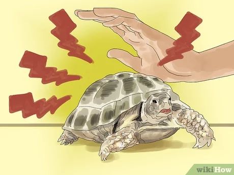 How to Care for a Tortoise (with Pictures) - wikiHow Tartaruga Habitat, Russian Tortoise Diet, Tortoise Food, Tortoise House, Tortoise Enclosure, Tortoise Care, Russian Tortoise, Baby Tortoise, Sulcata Tortoise