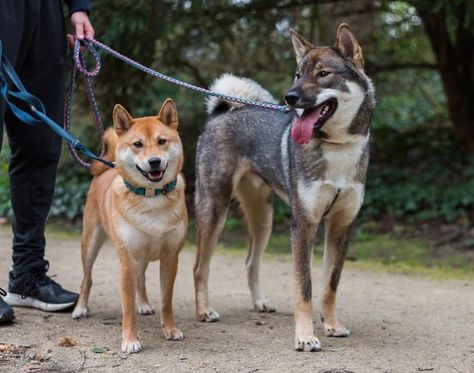 Shikoku Dog, Northern Inuit Dog, Japanese Dog Breeds, Spitz Breeds, Japanese Akita, Puppy Finder, Dog Sounds, Japanese Spitz, Japanese Dogs