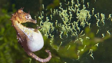 Awesome Animal - Seahorse - Stan C. Smith Seahorse Giving Birth, Ocean People, Male Seahorse, Birth Animal, Water Creatures, Bull Shark, Sea Horses, Interesting Videos, Animal Spirit