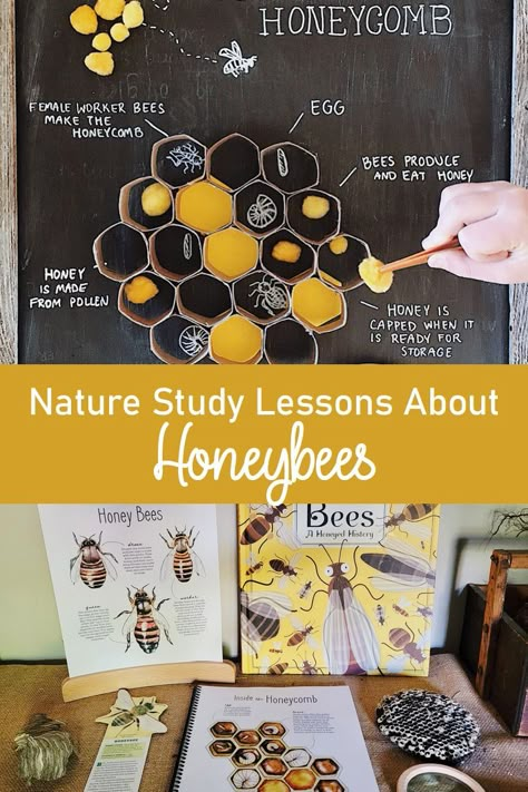 #honeybee #naturestudy #homeschool #scienceactivities Bees For Kids, Study Lesson, Bee Activities, Forest School Activities, Nature School, Science Projects For Kids, Preschool Science, Bee Crafts, Homeschool Activities