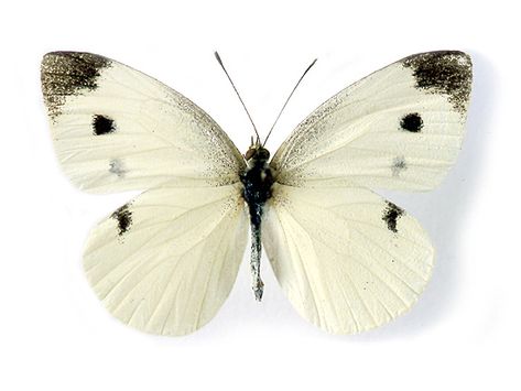 godofinsects.com :: Cabbage White Butterfly (Pieris rapae) Coocoo Clock, Cabbage White Butterfly, White Butterfly Tattoo, University Of Nevada Reno, Cell Design, Cabbage Butterfly, White Cabbage, White Butterflies, University Of Notre Dame