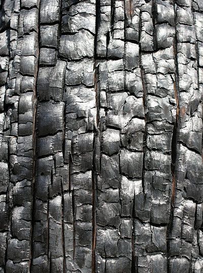 Charred Wood, Texture Inspiration, Materials And Textures, Tree Bark, Surface Textures, Patterns In Nature, Color Textures, Texture Art, Natural Texture