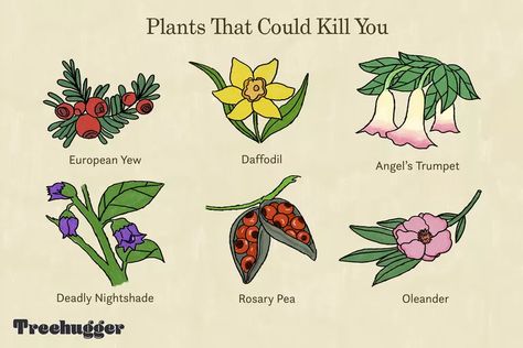 Rosary Pea, Deadly Plants, Purple Flowering Plants, Poison Garden, Plant Names, Plant People, Bean Plant, Angel Trumpet, Daffodil Bulbs