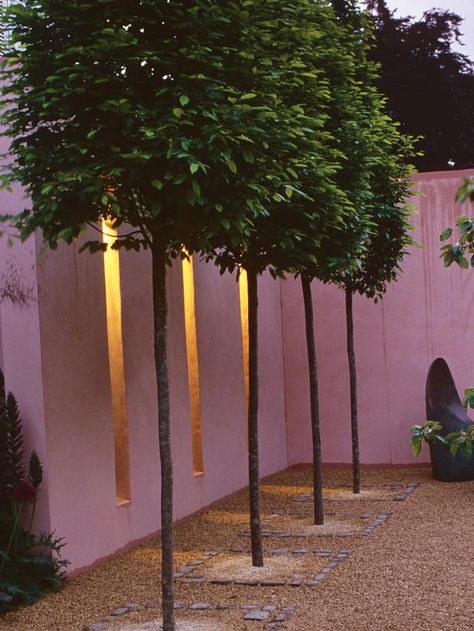 Plaited Trees Look Like Hedges on Stilts Urban Garden Design, Patio Trees, Tuscan Garden, Landscaping Trees, Outdoor Space Design, Hardscape Design, Meteor Garden 2018, Modern Garden Design, Have Inspiration