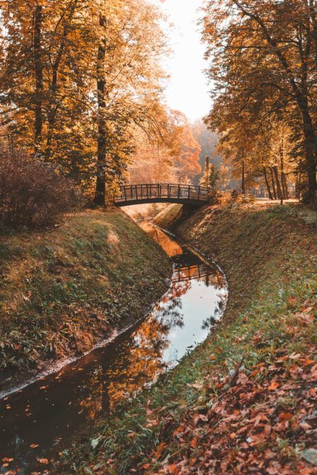 Trees, Poland, A Small, Bridge, Forest