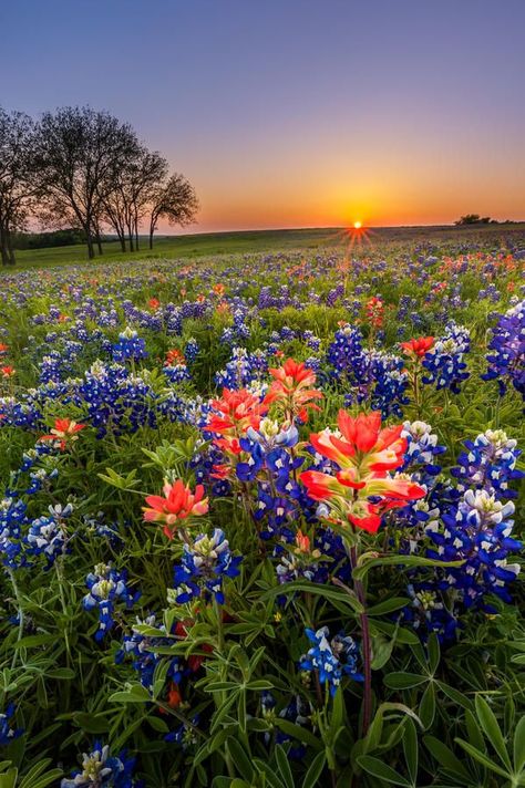 Texas wildflower - bluebonnet and indian paintbrush field at sunset. In Spring , #Aff, #bluebonnet, #indian, #Texas, #wildflower, #sunset #ad Field At Sunset, Wildflowers Photography, Indian Paintbrush, Texas Bluebonnets, Garden Aesthetic, Blue Bonnets, Flower Field, Nature Pictures, Nature Beauty