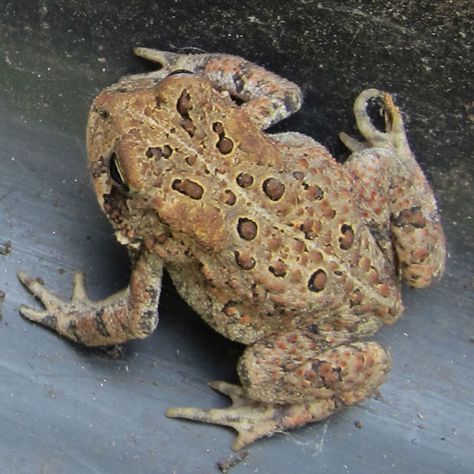 American Toad - Frogs and Toads in Sutton Massachusetts American Toad, Toad Animal, Coyote Peterson, Common Toad, The Slasher, Frog Pictures, Natural Things, Lake Huron, World Photo