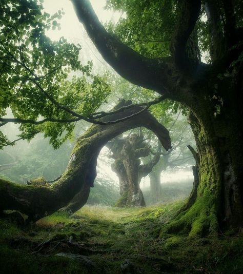 Forest Elf Aesthetic, Faerie Aesthetic, Enchanted Tree, Forest Elf, Forest Path, Fantasy Forest, Fantasy Images, Magical Forest, Environmental Art