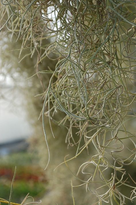 Tillandsia usneoides (Air Plant, Spanish Moss, Old Man’s Beard, Spanish Beard) Old Man's Beard Plant, Old Mans Beard, Tillandsia Usneoides, Lush Rainforest, Spanish Moss, Growing Indoors, Water Plants, Old Man, Old Men