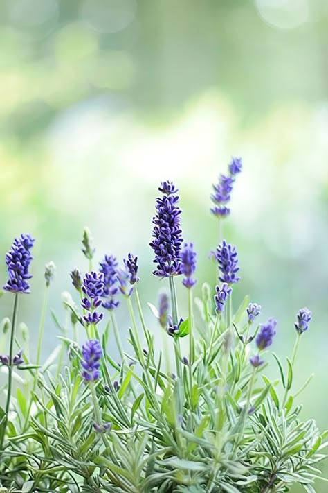 Growing Ginger Indoors, Growing Ginger, Image Nature, Plant Diseases, Lovely Lavender, Hardy Perennials, Lavender Blue, Lavender Fields, Lavender Flowers