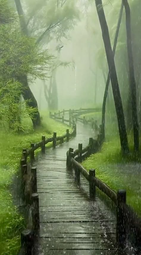 숲 사진, Rainy Day Aesthetic, Dark Nature Aesthetic, Pretty Landscapes, 수채화 그림, Beautiful Locations Nature, Nature Gif, Rain Photography, Beautiful Scenery Nature