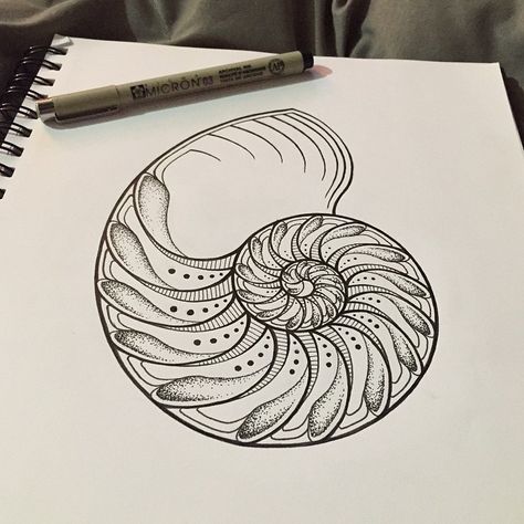 Finished up my nautilus shell drawing today, looking forward to creating some more images to go along with it soon 🐚🌊✒️ #art #artist… Spiral Shell Art, Spiral Shell Drawing, Chambered Nautilus Tattoo, Nautilus Shell Art, Nautalis Shell Tattoo, Fibonacci Art Drawing, Nautilus Shell Drawing, Nautilus Drawing, Nautilus Shell Tattoo