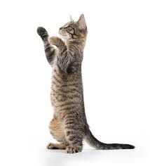 Cat Stock Photo, Cat Standing, Cat Stretching, Cat Reference, Cat Stock, Tabby Kitten, Cat Stands, Cat Post, Cat Pose