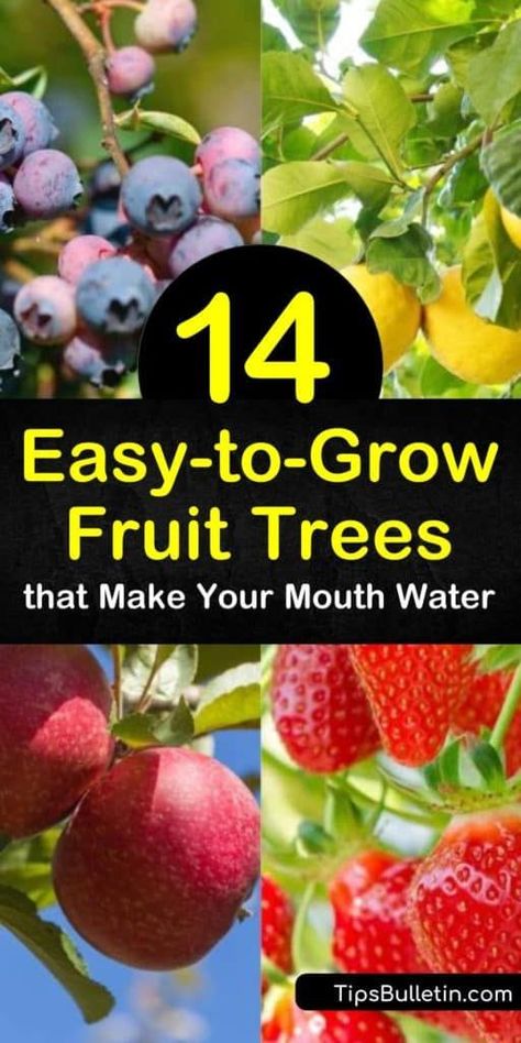 Fruit Trees Backyard, Planting Fruit Trees, Fruit Tree Garden, Orchard Garden, Growing Fruit Trees, Gardening Trends, Growing Strawberries, Pear Trees, Veg Garden