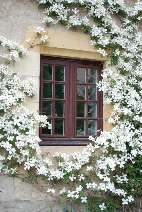 white clematis trained around a window by Rolf Blijleven via www.pithandvigor.com Clematis Trellis, White Clematis, Climbing Flowers, Jasmine Plant, Clematis Vine, Garden Vines, Fragrant Plant, Garden Shrubs, Moon Garden