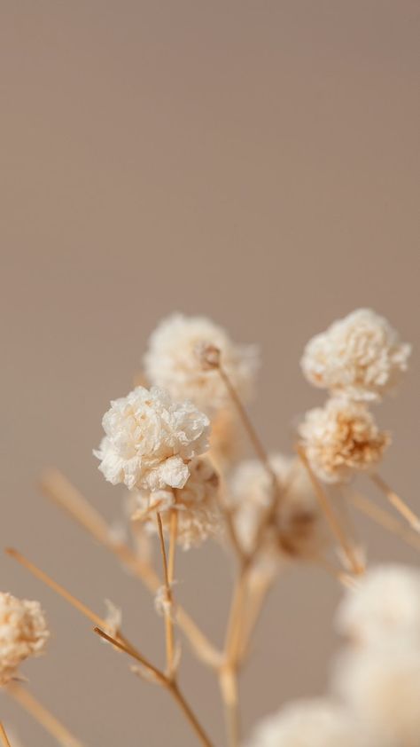 Earth Tone Wallpaper Iphone, Earth Tone Wallpaper, Earth Tones Wallpaper Iphone, Iphone Wallpaper Minimal, Baby Breath Flower, Window Shadow, Wallpaper Minimal, November Wallpaper, About Earth