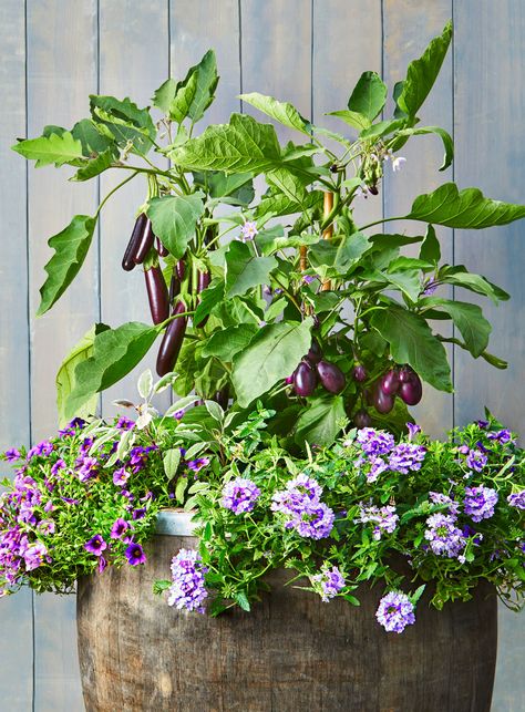 Container Vegetable Garden Ideas, Container Vegetable Garden, Upside Down Plants, Gardening Wallpaper, Patio Container Gardening, Garden Aesthetics, Vegetable Garden Ideas, Vegetable Planters, Container Vegetables