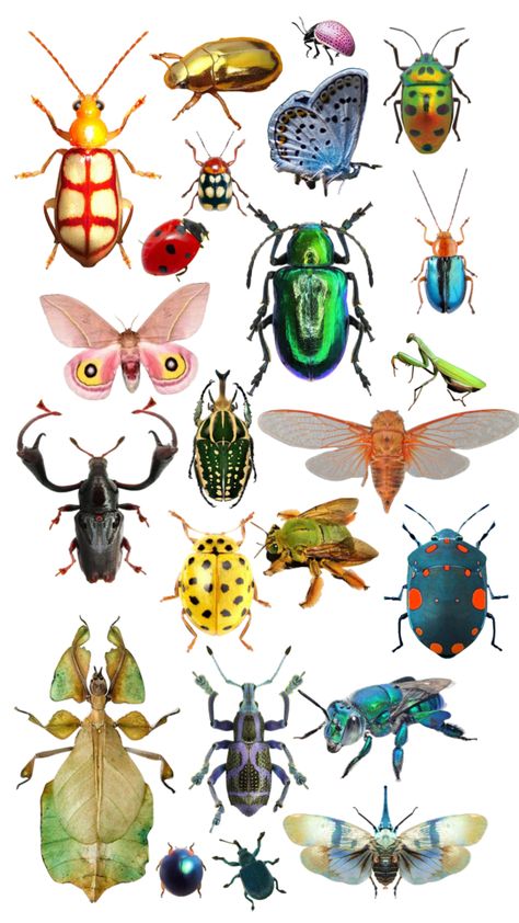 ° beauty in bugs °#bugs #bug #beetle #cicada #bees #butterfly #moth Bug Drawing Insects, Cool Beetles, Types Of Beetles, Bug Pictures, Different Types Of Drawing, Types Of Drawing Styles, Bug Stickers, Brown Bugs, Cute Bugs