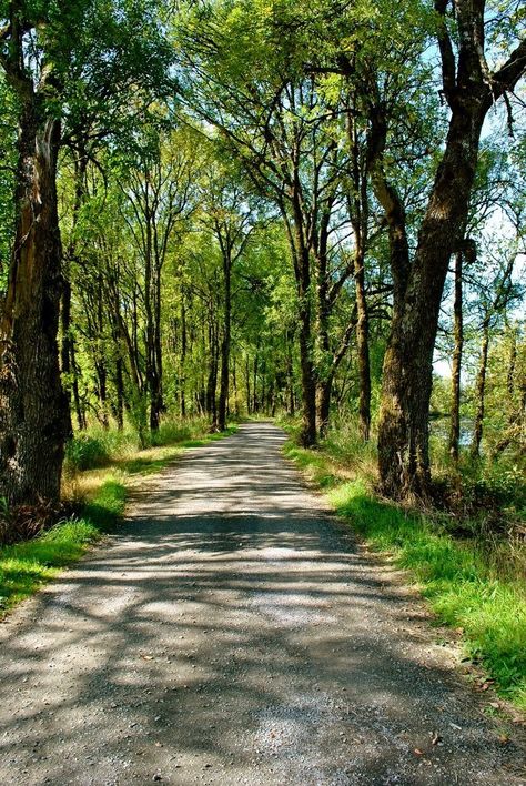 Beautiful Roads, Country Roads Take Me Home, Forest Path, Back Road, Alam Yang Indah, Country Road, Beautiful Tree, Nature Scenes, Nature Pictures