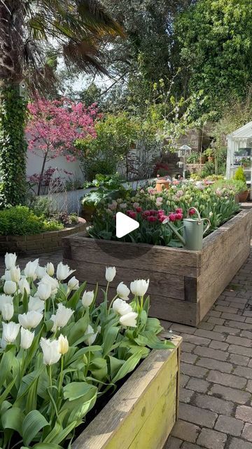 Serena Young on Instagram: "This week in the kitchen garden and the pink tulips beds are slowly catching up! 😂🙌🏻🌷 Even though I mixed all the bulbs together we seem to have a gathering of dark pink in one corner 🤔🌷 It’s the last day of our Australian friends here today before they head off tomorrow to explore parts of the uk, it’s been great having them here and showing them our little Island! It’s Friday so pour that five fruit a day early! 🍇🍷🥂" Landscaping With Tulips, Tulips In Garden, Tulip Bed, Metal Garden Beds, Tulip Garden, Tulips Garden, Head Off, Fence Gate, Garden Boxes