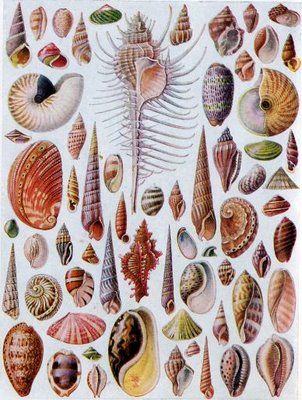 Creature Marine, Art Coquillage, Seashell Print, Art Ancien, Scientific Illustration, Shell Art, Nature Illustration, Pics Art, Antique Prints