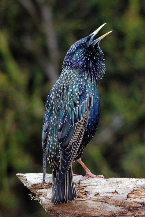 Bill Giyaman posted Starling... beautiful hues of blue, green, turquoise, purple, black and gold to their -birds- postboard via the Juxtapost bookmarklet. Starling Birds, European Starling, Common Starling, Hues Of Blue, Blue Green Turquoise, British Wildlife, Kinds Of Birds, Bird Pictures, Pretty Birds