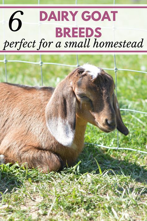 Trying to decide on the perfect dairy goat breeds for your small homestead? These 6 dairy goat breeds are great for beginners raising dairy goats on a small (or large) farm. Keeping Goats, Goat Health, Feeding Goats, Raising Farm Animals, Goat Care, Goat Kidding, Raising Goats, Dairy Goats, Mini Farm