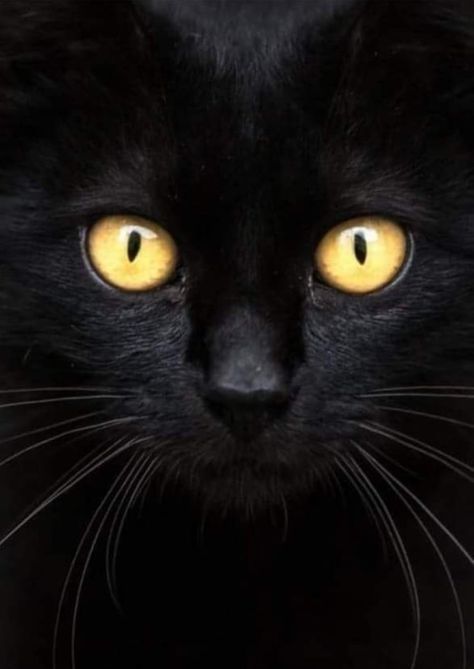 Pets Wallpaper, Söt Katt, 강아지 그림, Image Chat, Exotic Animals, A Black Cat, Anime Cat, Yellow Eyes, Domestic Cat