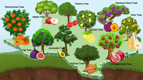 Best Fruit Trees To Grow, Texas Trees, Pecan Tree, Growing Fruit Trees, Tree Growth, Tree Identification, Avocado Tree, Types Of Fruit, Single Tree