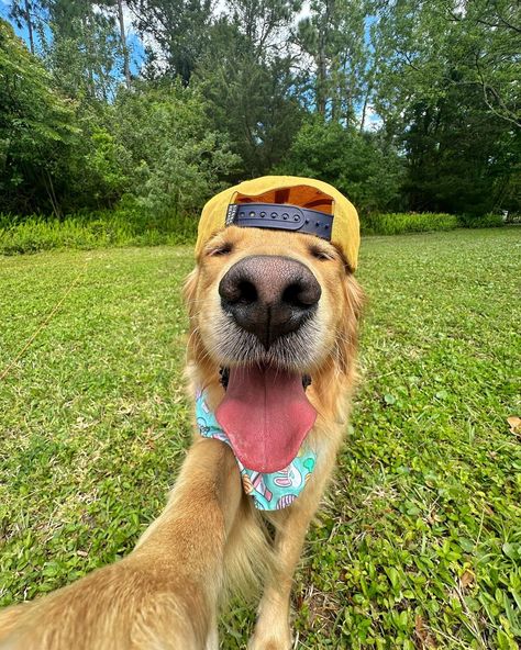 Hoppy Easter 💛 #dogsofinstagram #easter #easterselfie #dogs #dogselfie Cute Pics Of Dogs, Dogs Being Silly, Dogs Being Cute, Dogs Being Funny, Photos With Dogs Ideas, Funny Dog Pics, Dogs Personality, Dogs In Clothes, Silly Dog Pictures