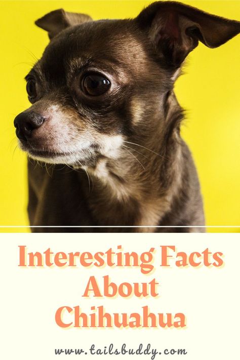 Learn interesting Chihuahua Facts. Click here to find out unique and cool facts about Chihuahuas. #chihuahua #chihuahuafacts #factsaboutchihuahua #chihuahuas #dogfacts Chihuahua Facts, Cool Facts, Unique Facts, Dog Facts, Kinds Of Dogs, Chihuahua Dog, Chihuahua Dogs, Interesting Facts, Facts About