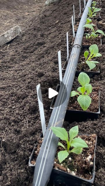 Kristine Albrecht - Dahlias on Instagram: "In this video, I show what I am doing at the farm this week, in mid-April 2024.

If you are wondering what type of drip tape I use, it’s Irritec drip tape, 15 mil thickness with .46 Gallon Per Minute emitters spaced every six inches. I buy it online at Drip Depot. You can bu it with different spacing on the emitter, like 8 inches, or 12 inches. I need six-inch spacing because I plant my seedling sink pots very close together. That gives me one emitter into each pot. When planting without sink pots, the emitter spacing is less important as you wet the ground, and the roots will find the water. If there is no emitter directly above the pot in sink pots, the plant will dry out and die.

In this video, I discuss disbudding. For a more complete explana Drip Tape, Homestead Ideas, April 2024, The Roots, What Type, The Farm, Planting, Wonder, Canning