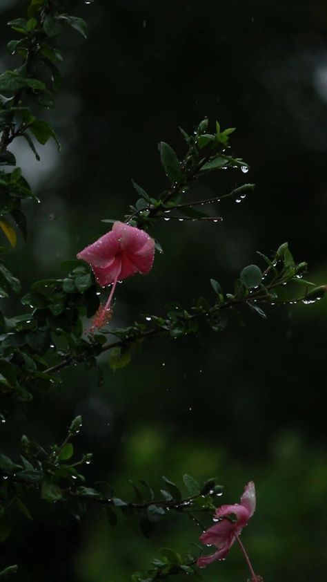 Flowers In Rain Aesthetic, Flower Falling Video, Chandrayan 3 Image, Flowers Background Video, Beautiful Images Nature Photography, Nature Videos For Status, Rain Photography Nature, Nature Videos For Reels, Rain Video