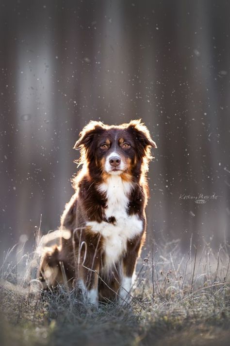 Dog Photography Creative, Professional Dog Photography, Dog Family Pictures, Pet Photography Poses, Meadow Photography, Dog Photography Poses, Outside Dogs, Hidden Potential, Dog Heaven