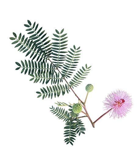 Shy Plant, Touch Me Not Plant, Moving Plants, Mimosa Pudica, Garden Flowers Perennials, Sensitive Plant, Plant Care Houseplant, Plant Tattoo, Inside Plants