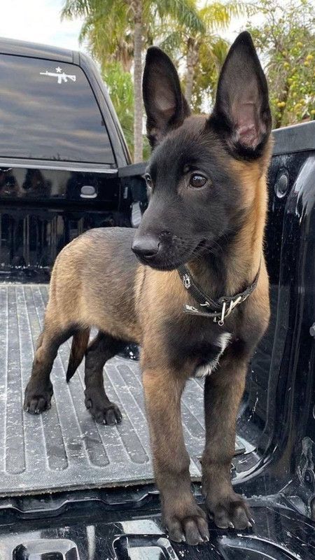 Police Dog Breeds, Small Dog Tattoos, Belgium Malinois, Dog Print Tattoo, Beautiful Puppies, Tattoo Dog, Reactive Dog, Police Dog