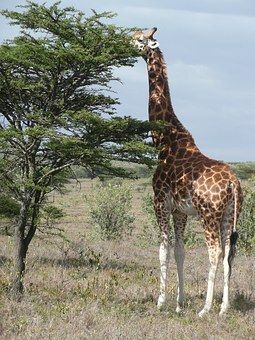 Discover and download free images - Pixabay Giraffe Facts, Animal Facts For Kids, Elephant Species, Zoo Giraffe, African Forest Elephant, Elephant Artwork, Elephant Wallpaper, Elephant Ride, Fun Facts About Animals