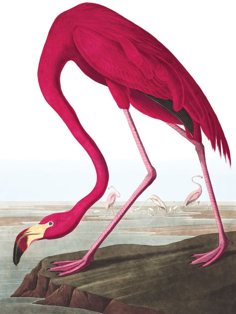 Audubon Prints, Pink Flamingos Birds, Ralph Steadman, Audubon Birds, James Audubon, Birds Of America, Flamingo Art, John James Audubon, Old Florida