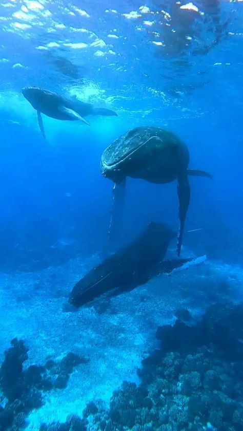 Whale Video, Water Video, Shark Diving, Baby Whale, Shallow Water, Beautiful Sea Creatures, Underwater Creatures, Marine Biology, Humpback Whale