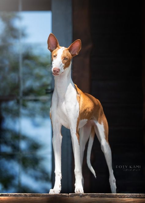 Ibizan Hound, Akc Breeds, Pharaoh Hound, Famous Dogs, Pretty Animals, Hound Dog, Dog Paintings, Silly Cats, Dog Photography