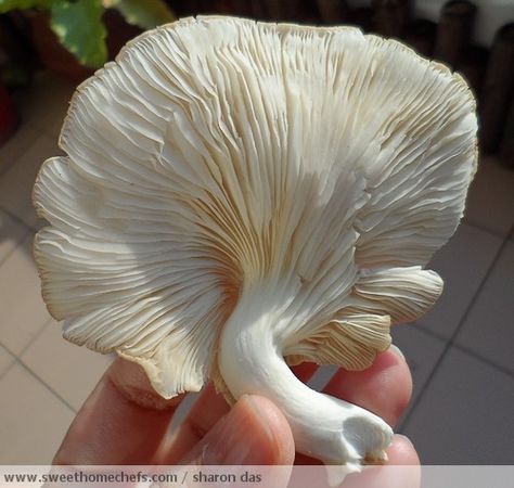 Sweet Home-Chefs: Grey Oyster Mushroom Mushroom Background, Oyster Mushroom, Chips Brands, Art Major, Food Ingredients, Culinary Skills, Home Chef, Green Aesthetic, Make Sense